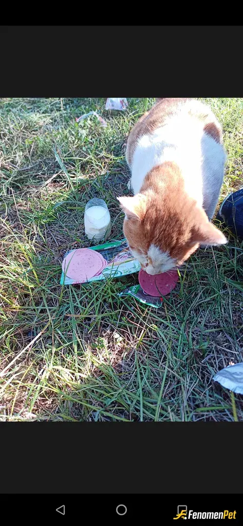 Sokak hayvanı besleme: Sokak hayvanlarını olan sevgimiz sonsuz onlara bakmakdan gurur duyuyorum