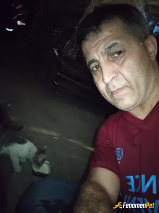 Sokak hayvanı besleme: Genellikle kedileri çok besliyor ve seviyorum üç kedi 4 yavru kedi var