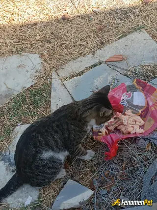 Sokak hayvanı besleme: Ona kemik ve et verdim