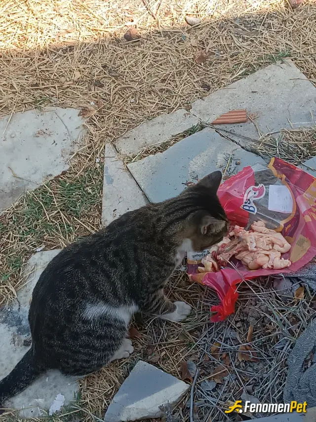 Sokak hayvanı besleme: Ona kemik ve et verdim