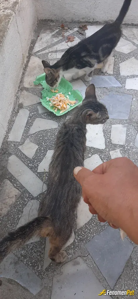 Sokak hayvanı besleme: Onları çok seviyorum ❤️❤️