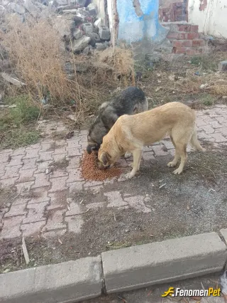 Sokak hayvanı besleme: Tek değer verdiklerim tüm hayvanlar insanlardan daha sadık