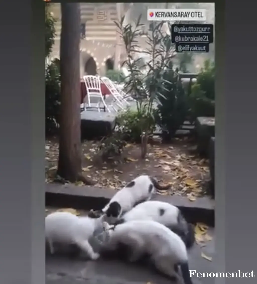 kubrakale21 tarafından paylaşılan fotoğraf