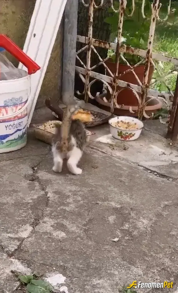 Sokak hayvanı besleme: Annesi kazada ölmüştü… 😔 yeni ailesi benim. 🥹