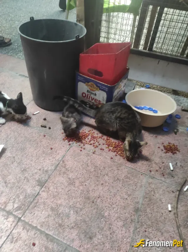 Sokak hayvanı besleme: Solak hayvanları bizi korur
