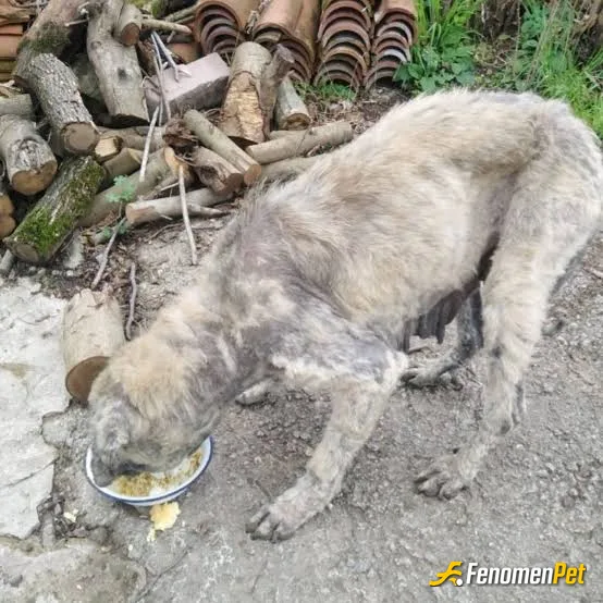 Sokak hayvanı besleme: #fenomenpet iyikivar