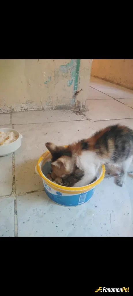 Sokak hayvanı besleme: Minnak kediyi sahiplendim