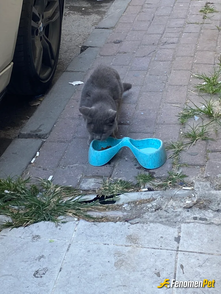 Sokak hayvanı besleme: Sokakta çalıştığım yere gelip yemek bekleyen kedi