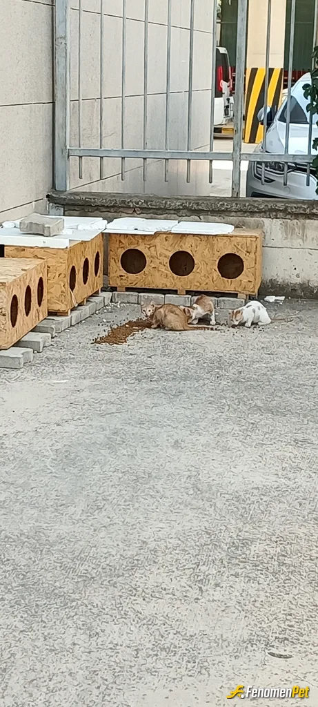 Sokak hayvanı besleme: Cankuşlar. Benim