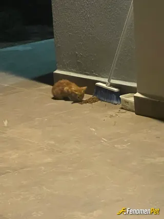 Sokak hayvanı besleme: Bahçeme geldi mahallenin kedisi orada yakalayabildim hergün besliyorum bulduğum yerde bir gözü yok hatta :(