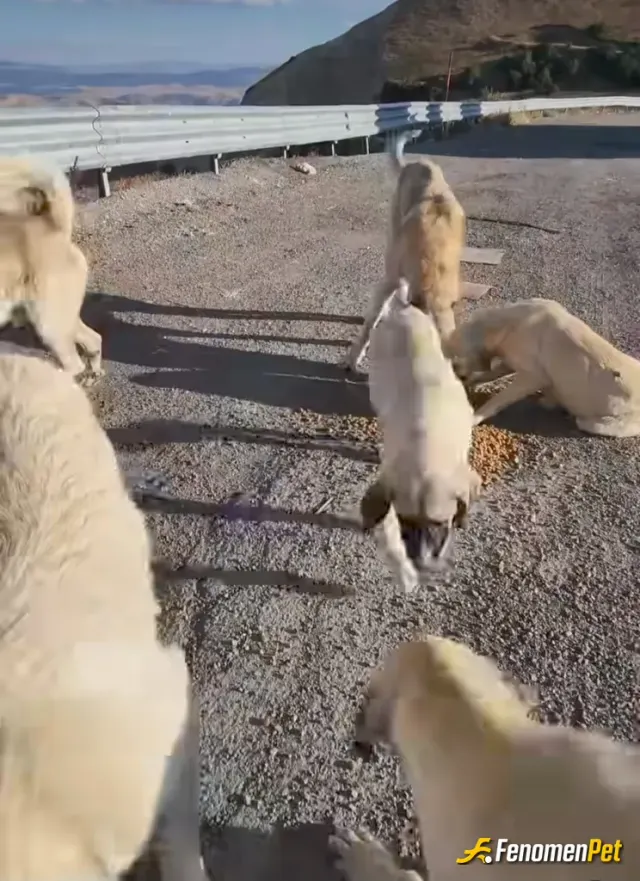 Sokak hayvanı besleme: Araçla kopdagında gördüğüm köpeklere mama verdim