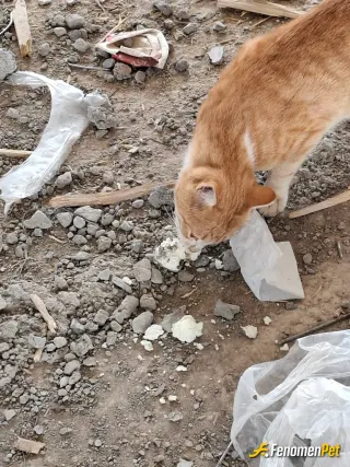 Sokak hayvanı besleme: İnşaat ta sokak kedisi vardı peynirle besledim