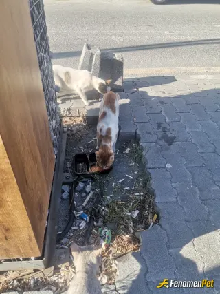 Sokak hayvanı besleme: Hayvanları beslemek gerçekten çok güzel