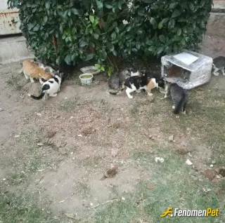 Sokak hayvanı besleme: Mahalle parkındaki kedilerimizi besliyoruz
