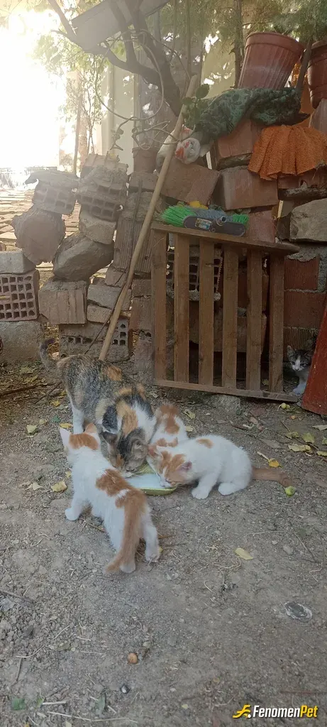 Sokak hayvanı besleme: Fenomenpet