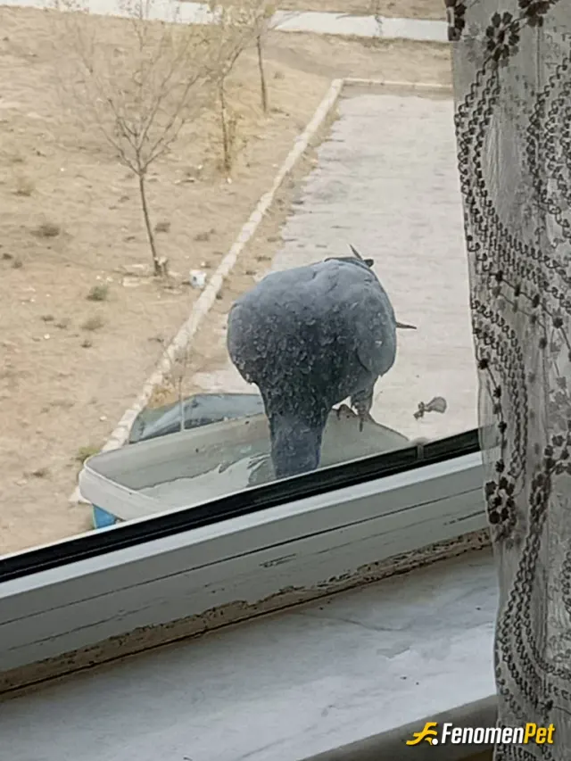 Sokak hayvanı besleme: Camın önüne bir kap su koydum bu da bir haycan sonuçt