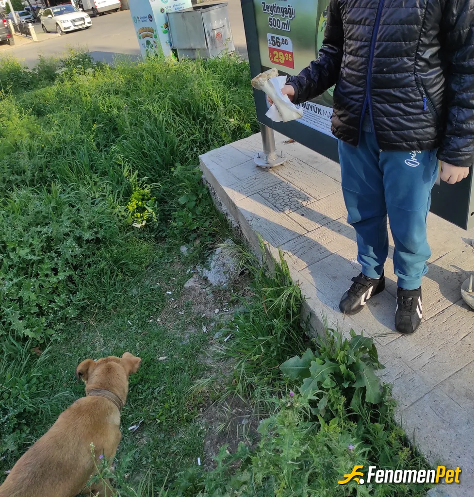 Sokak hayvanı besleme: Ödül kemiği satın aldık evde kemikleri kaynatıp besliyoruz hertürlü sokak hayranlarıyla ilgiliyiz