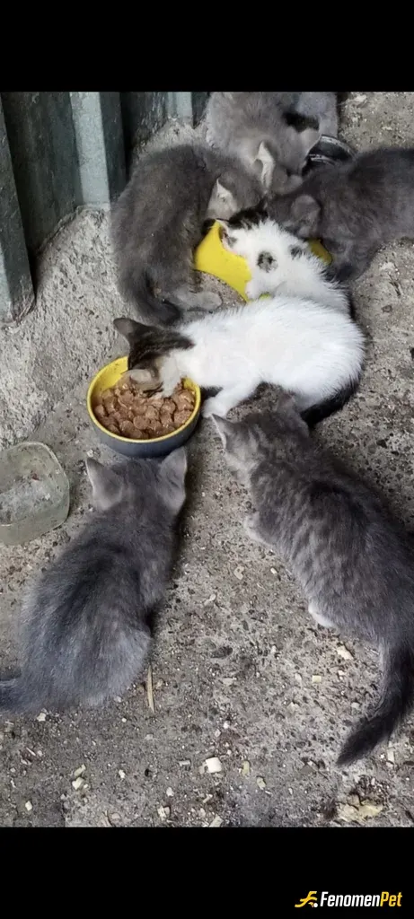 Sokak hayvanı besleme: Sokakta bulduğum kedileri besledim