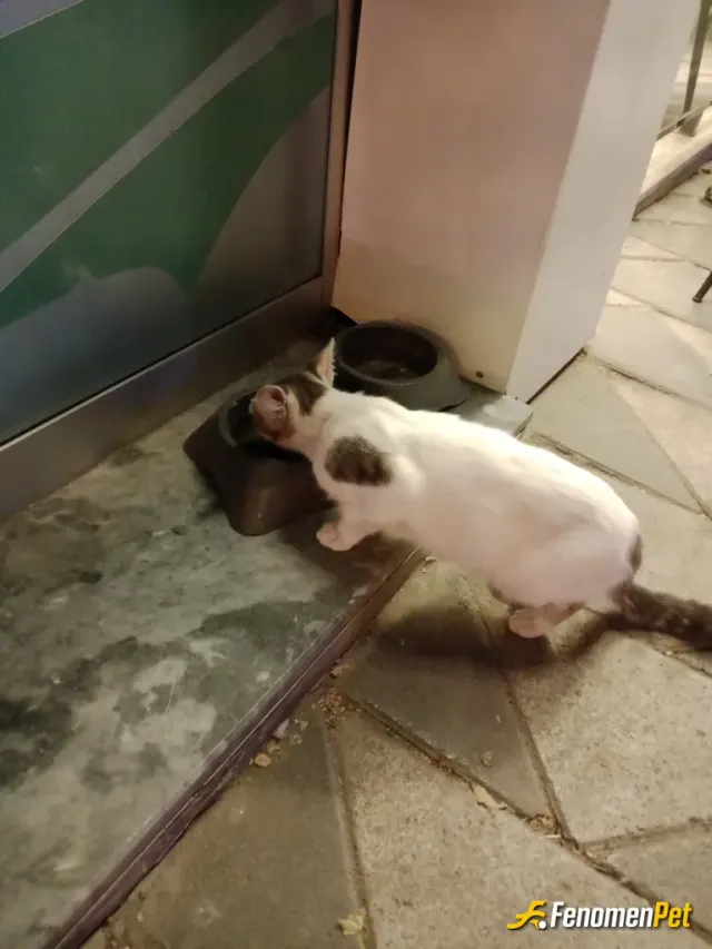 Sokak hayvanı besleme: Hayat paylaştıkça güzel..
