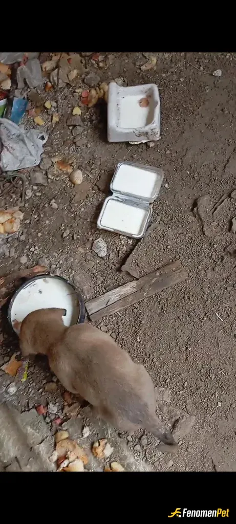 Sokak hayvanı besleme: Süt veriyorum düzenli olarak