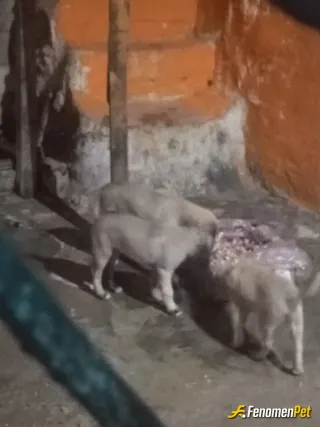Sokak hayvanı besleme: Sokaktaki küçük yavru köpekler peşime takılınca eve taraf geldim yavru köpeklere kemik aldım yemeleri için