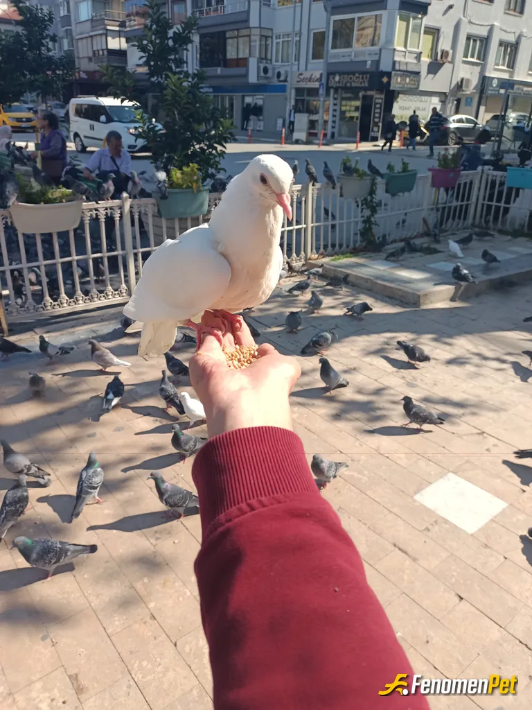Sokak hayvanı besleme: Ellerimle beslerim bebeklerimi