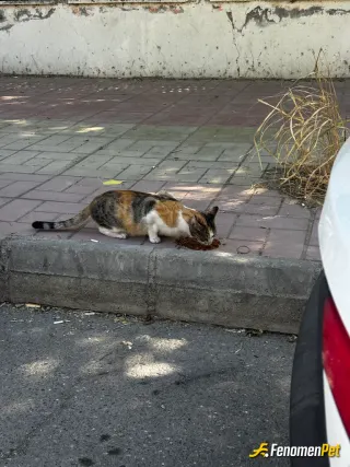 Sokak hayvanı besleme: Bi paket Kendi kedime bi paket de sokakta gördüğüm ilk kediye niyet edip almıştım nasip bu bebişin oldu…❤️