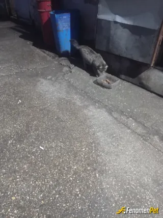 Sokak hayvanı besleme: Fabrikamızda ki can distlarimiz