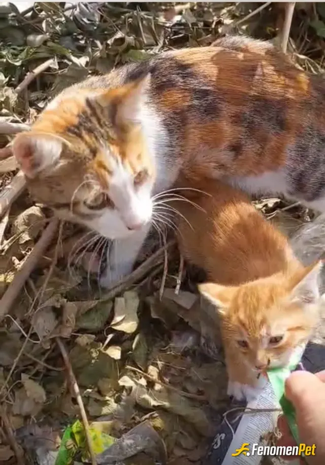 Sokak hayvanı besleme: Bu yavrucağı hergün yediririm. Ben büyütcem onu. Evimde 2 tane kedi var. Olmasaydı alırdım.. 😎😊