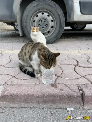 Sokak hayvanı besleme: Ekmek verdim ama yemediler sadece su içtiler malum mahalle aralarındak sular akmıyor artık yabrucaklar susuz e