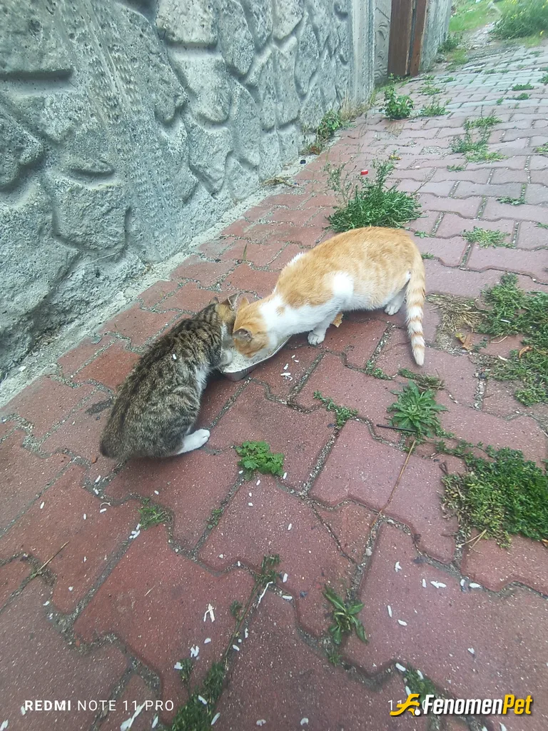 Sokak hayvanı besleme: Sokak hayvanı diye bişey yoktur sokaklar hayvan doğurmaz onlar bizim evlatlarımız :))