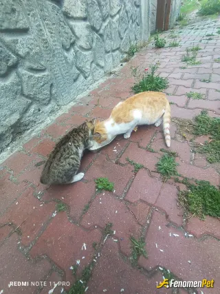 Sokak hayvanı besleme: Sokak hayvanı diye bişey yoktur sokaklar hayvan doğurmaz onlar bizim evlatlarımız :))