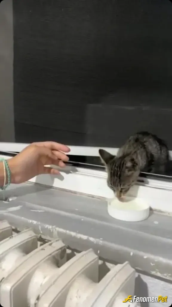 Sokak hayvanı besleme: Arkadasimla evin arkadasinda bulduk sut verdik cok tatli bir kedi :)