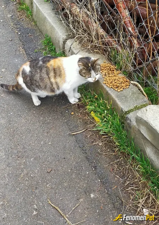 Sokak hayvanı besleme: Market ten kedi maması aldım verdim