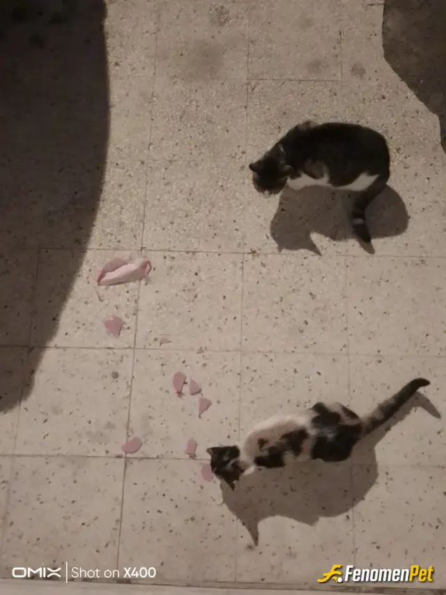 Sokak hayvanı besleme: Fenomenpet