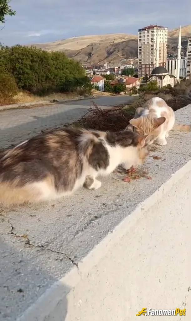 Sokak hayvanı besleme: #İş yerimizde minnoşlarımıza ziyafet zamanı ciğer sote 😻