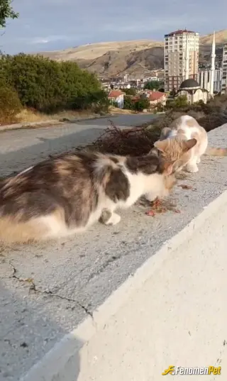 Sokak hayvanı besleme: #İş yerimizde minnoşlarımıza ziyafet zamanı ciğer sote 😻