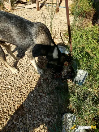 smtagaoglu sokak hayvanını beslerken çektiği fotoğraf