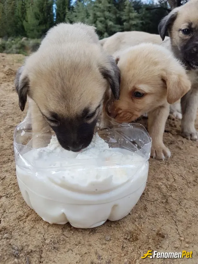 Sokak hayvanı besleme: Minnoş yavrularımm 🐶🐶