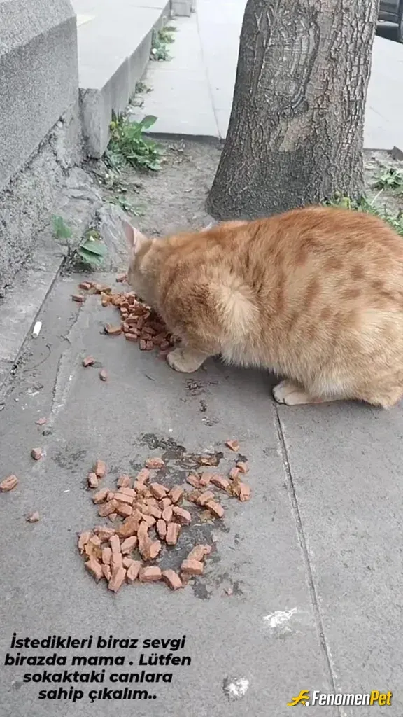 Sokak hayvanı besleme: Can dostlarımız