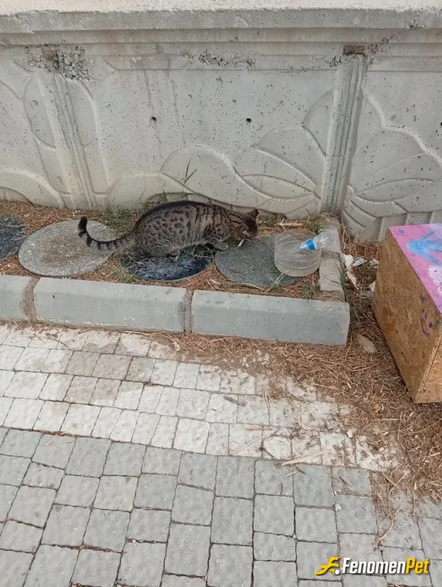 Sokak hayvanı besleme: Şu verdim kemik verdim
