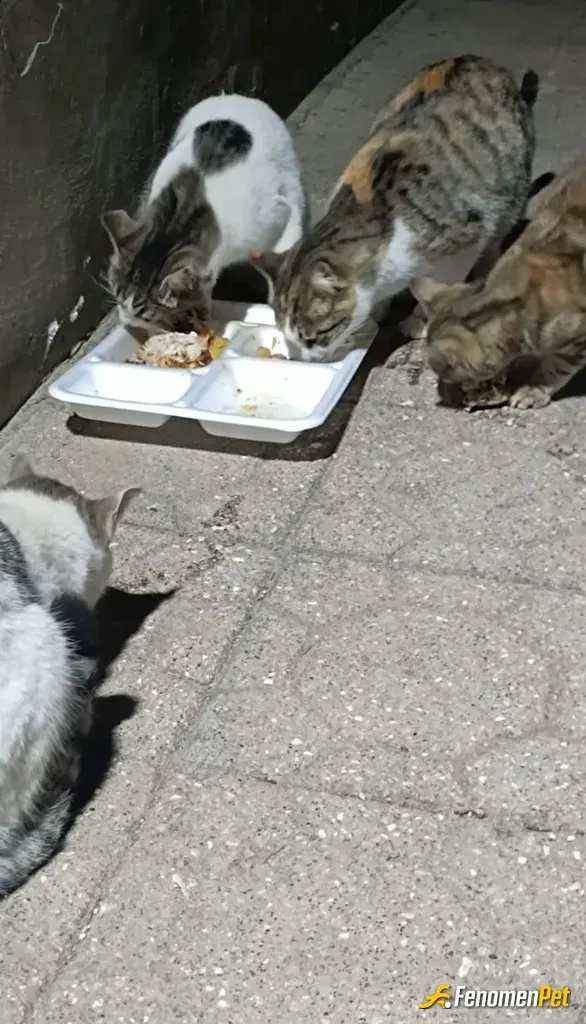Sokak hayvanı besleme: Öncelikle merhabalar FenomenBet ailesinin böyle duyarlı ve dost canlısı oldukları için ve bu kampanyayı oluştu