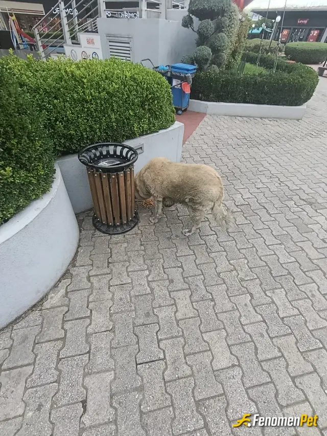 Sokak hayvanı besleme: Calıştıgım AVM de günlük mama ve yemek veriyorum