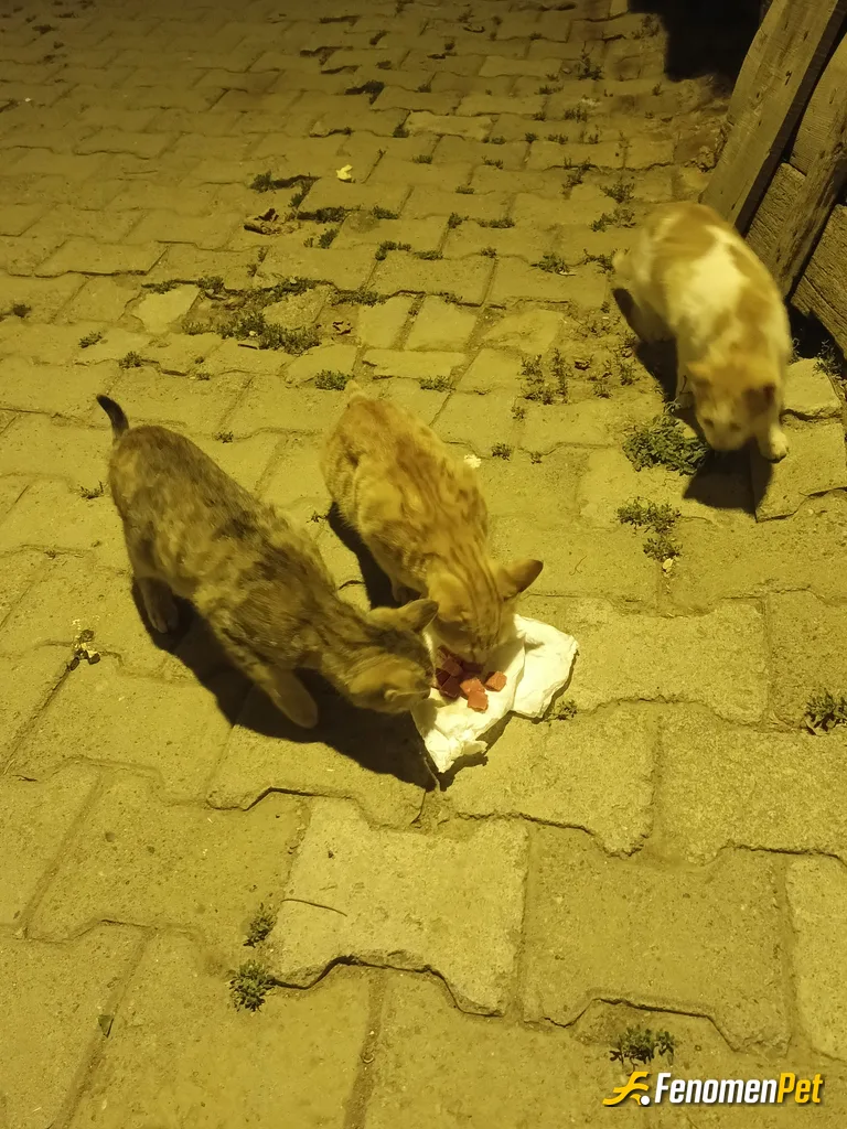 Sokak hayvanı besleme: Mahallenin kedicikleri 🙃