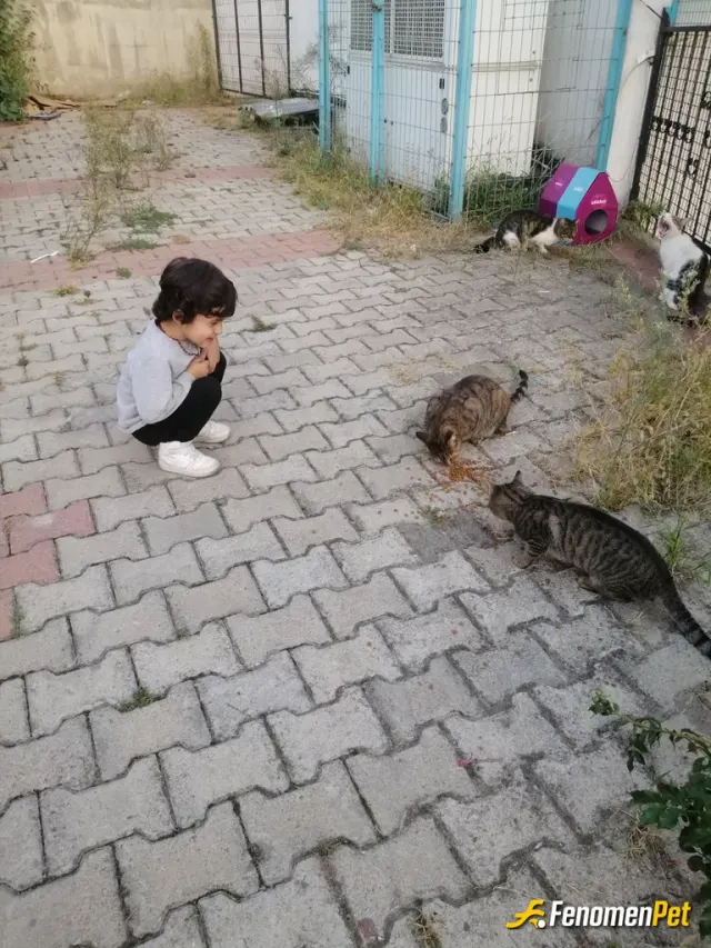 Sokak hayvanı besleme: #Fenomenpet oğlumun minik dostlarına hediyesi