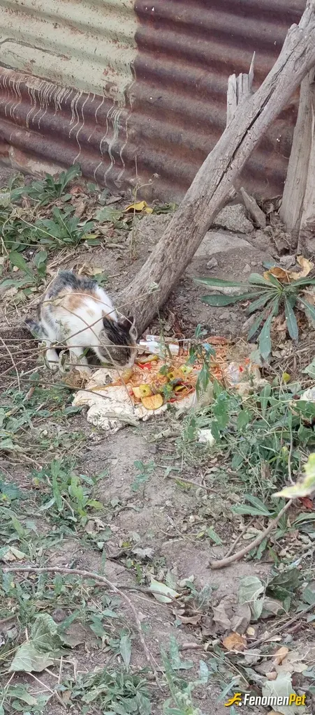 Sokak hayvanı besleme: Bahçemizde her Zaman kedi bulunur ve onlarda can #Fenomenpet Fenomenpet pati dostu