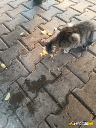 Sokak hayvanı besleme: Hayvanları sevelim severek besleyelim