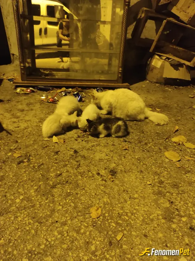 Sokak hayvanı besleme: Sokagimizda büyüyen kedilerimizi her gün beslemekteyiz.