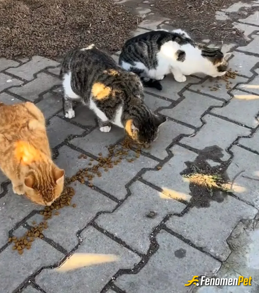 Sokak hayvanı besleme: Lütfen sessiz canlarimiza yardım edelim lütfen♥️🙏