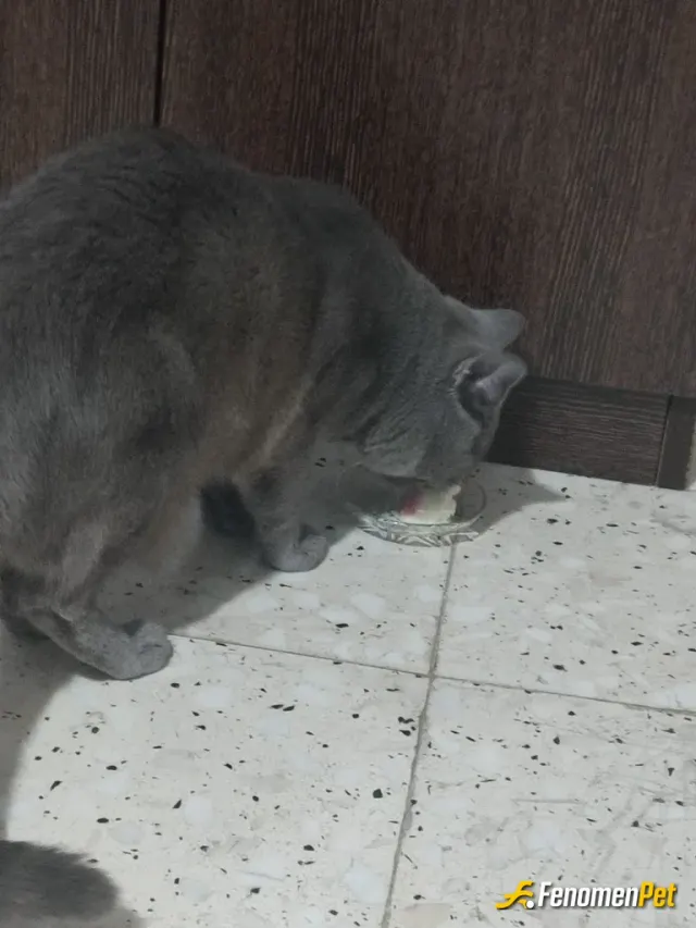 Sokak hayvanı besleme: Kedim leooo